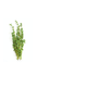 TOMILHO-ORGANICO-DO-CHICO-20G
