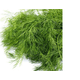 ANETO-ORGANICO-DO-CHICO-28-GRAMAS-MOLHO