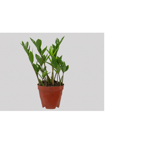 FLOR-NAT-ZAMIOCULCA-P09 FLOR-NAT-ZAMIOCULCA-P09