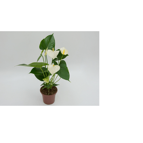 FLOR-NAT-ANTHURIUM-P06