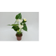 FLOR-NAT-ANTHURIUM-P06