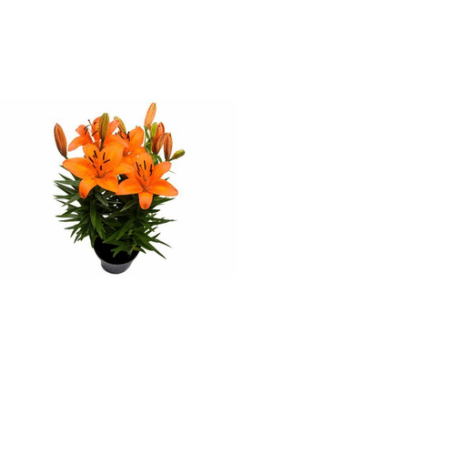FLOR-NAT-LIRIO-VARIADO-P