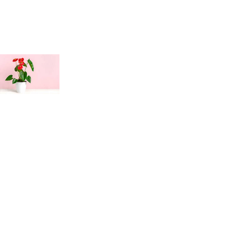 FLOR-ANTHURIUM-PT-09-UN