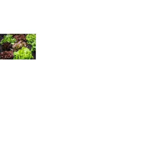 MIX-ALFACE-LISA-VERDE-ROXA-150G MIX-ALFACE-LISA-VERDE-ROXA-150G