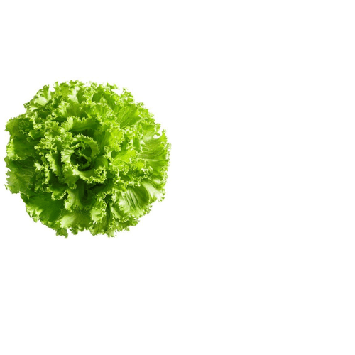 ALFACE-HID-T-VERDE-CROC ALFACE-HID-T-VERDE-CROC