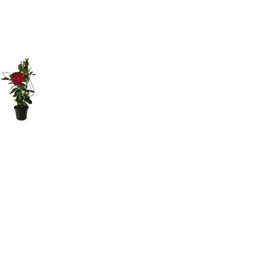 FLOR-NAT-DIPLADENIA-P-11