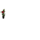 FLOR-NAT-DIPLADENIA-P-11