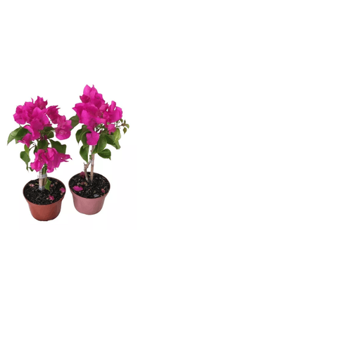 FLOR-PRIMAVERA-P-11-1UN