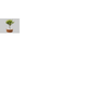 FLOR-NAT-BONSAI-JOVEM-6-10-ANOS--UN