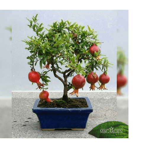 FLOR-NAT-BONSAI-FRUTA--1UN- FLOR-NAT-BONSAI-FRUTA--1UN-