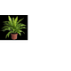 MUDA-ASPLENIUM-VARIADO-P14-UN