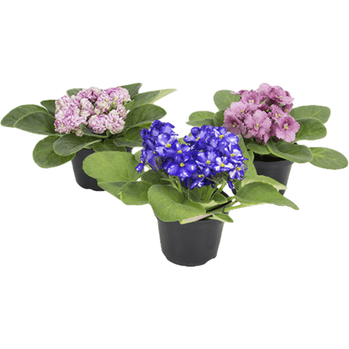 FLOR-NAT-VIOLETA-PT-11-1UN FLOR-NAT-VIOLETA-PT-11-1UN