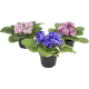FLOR-NAT-VIOLETA-PT-11-1UN
