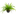 FLOR-NAT-SAMAMBAIA-AMER-CA-21
