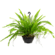 FLOR-NAT-SAMAMBAIA-AMER-CA-21