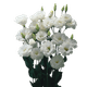 FLOR-NAT-LIZIANTHUS-PT-14-1UN