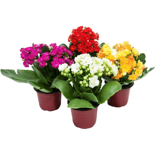 Flor-Natural-Kalanchoe-Dobrado-Pote-11-Unidades Flor-Natural-Kalanchoe-Dobrado-Pote-11-Unidades