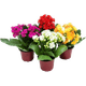 Flor-Natural-Kalanchoe-Dobrado-Pote-11-Unidades