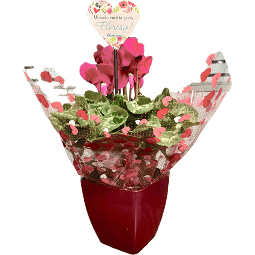 FLOR-NAT-VASO-DEC-CYCLAMEN-DEC-1UN FLOR-NAT-VASO-DEC-CYCLAMEN-DEC-1UN