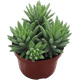 Planta-Suculentas-P09-Quadrada