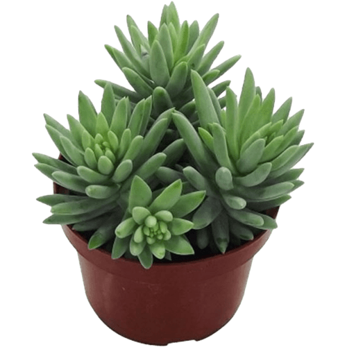 Planta-Suculentas-P09-Quadrada Planta-Suculentas-P09-Quadrada