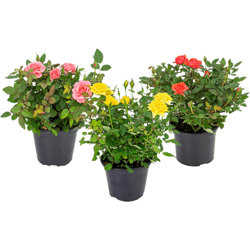 FLOR-NAT-ROSEIRA-PT-11