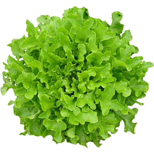 Alface-Hidroponica-Mimosa-Todo-Verde-Unidade