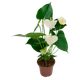 FLOR-NAT-ANTHURIUM-P06