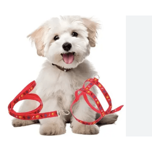 PEITORAL-E-GUIA-COLOSSO-OSSO-PATA-N.02