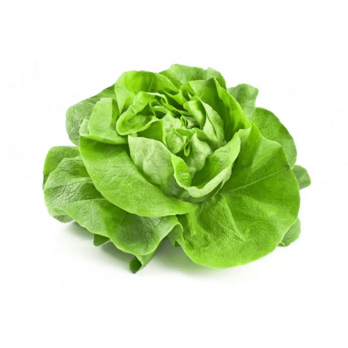 Alface-Amer-Todo-Vde-U