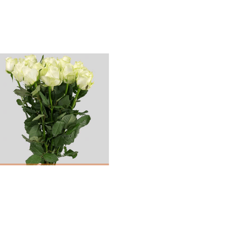 FLOR-NATURAL-ROSA-ADVANCE-50CM