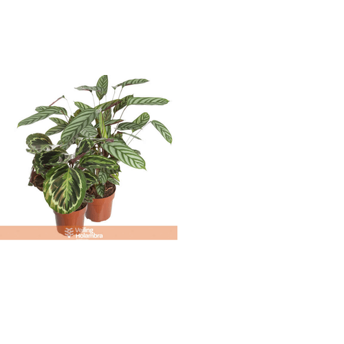 FLOR-NATURAL-CALATHEA-P12-SORTIDOS FLOR-NATURAL-CALATHEA-P12-SORTIDOS