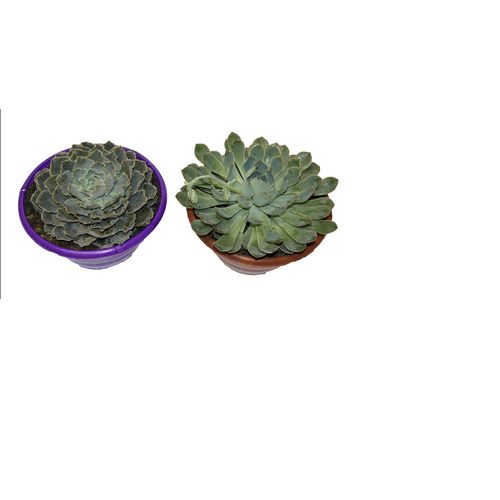 FLOR-NAT-ECHEVERIA-C13 FLOR-NAT-ECHEVERIA-C13