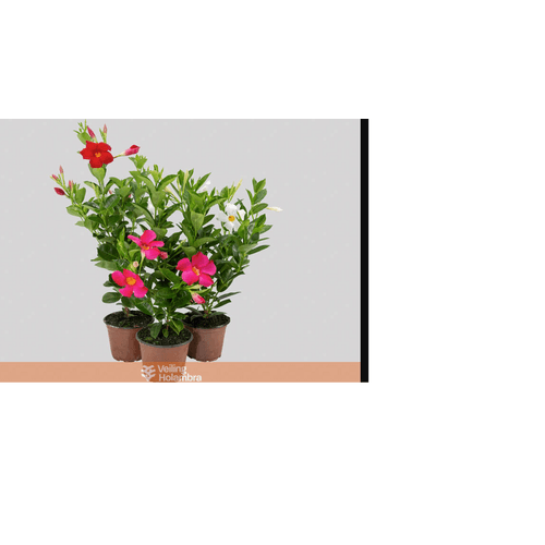 FLOR-NAT-DIPLADENIA-P15 FLOR-NAT-DIPLADENIA-P15