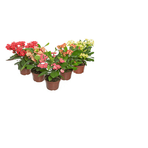FLOR-NATURAL-EUPHORBIA-MILIIANA-P11-VARIADAS