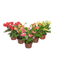 FLOR-NATURAL-EUPHORBIA-MILIIANA-P11-VARIADAS
