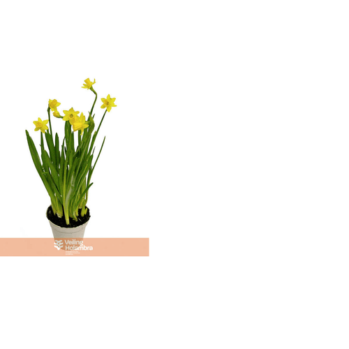 FLOR-NATURAL-NARCISSUS-AMARELA-P14-QUADRADO