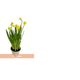 FLOR-NATURAL-NARCISSUS-AMARELA-P14-QUADRADO
