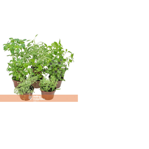 FLOR-NATURAL-ERVAS-AROMATICAS-P14