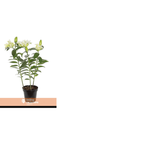 FLOR-NAT-LIRIO-DOBRADO-P16-VARIADO