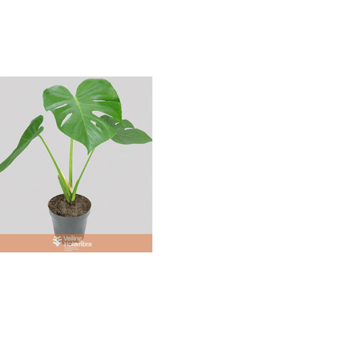 FLOR-NAT-MONSTERA-DELICIOSA-P16 FLOR-NAT-MONSTERA-DELICIOSA-P16