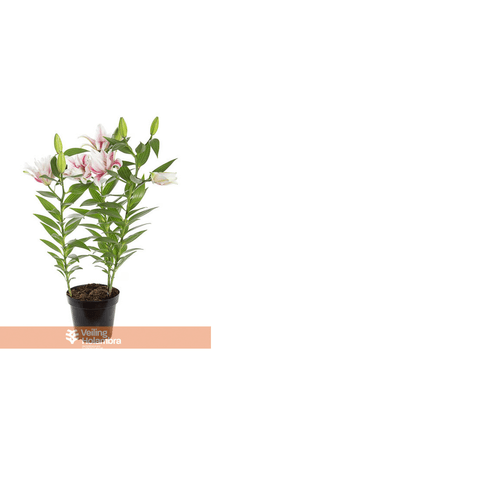 FLOR-NAT-LIRIO-DOBRADO-P16-ROSA