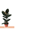 FLOR-NAT-FICUS-ELASTICA-P17-VARIADO