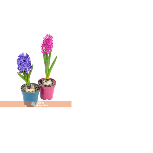 FLOR-NAT-HYACINTHUS-P09 FLOR-NAT-HYACINTHUS-P09