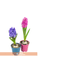 FLOR-NAT-HYACINTHUS-P09