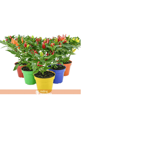 FLOR-NATURAL-PIMENTA-POTE-15 FLOR-NATURAL-PIMENTA-POTE-15