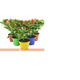 FLOR-NATURAL-PIMENTA-POTE-15