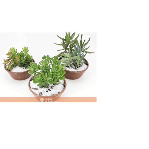 FLOR-NATURAL-SUCULENTAS-C21-SORTIDAS