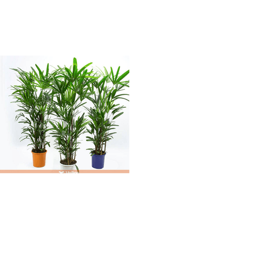 FLOR-NAT-PALMEIRA-RAPHIS-P24-MIN-CM