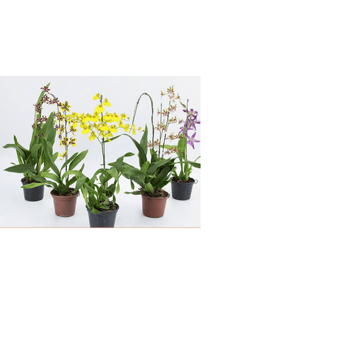 FLOR-NATURAL-ONCIDIUM-POTE-14-VARIADAS